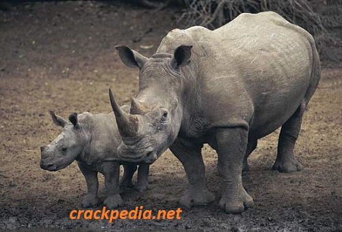 Rhinoceros 7.33 Crack + Full Free Download 2024